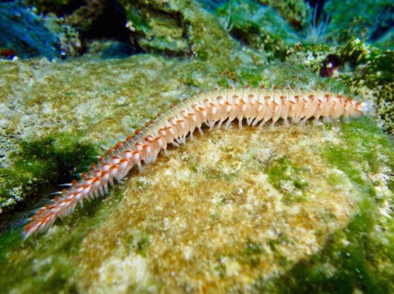 Discovery Diving Center