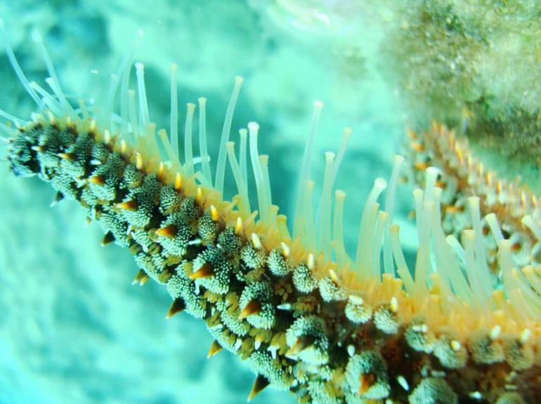 Discovery Diving Center