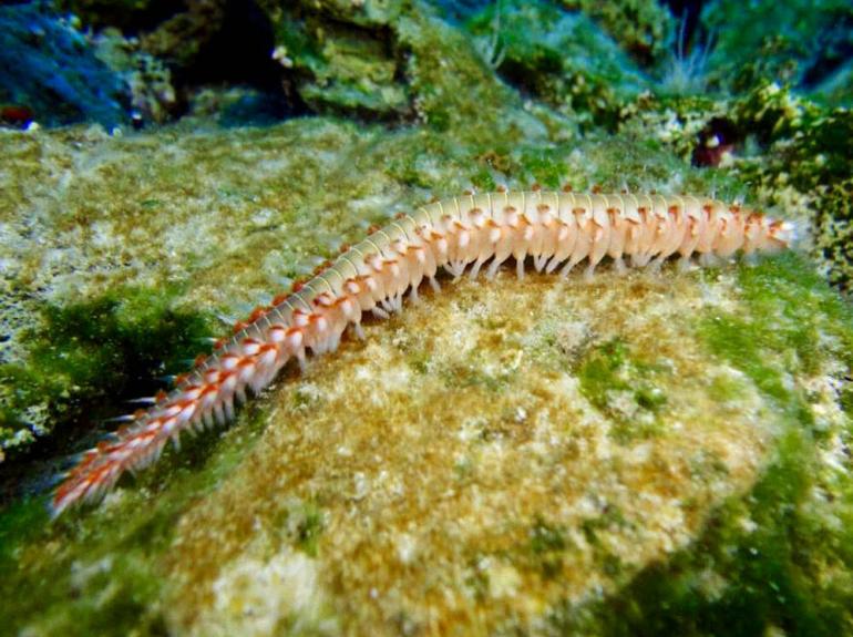 Discovery Diving Center