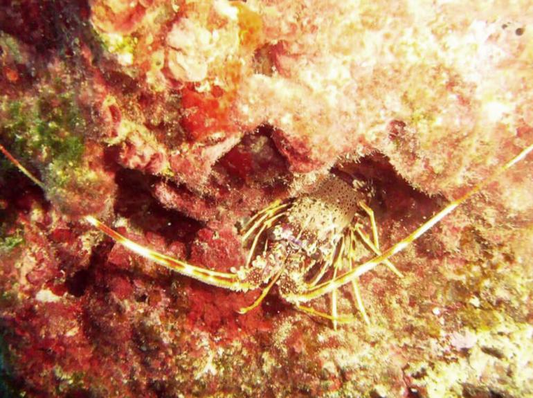 Discovery Diving Center