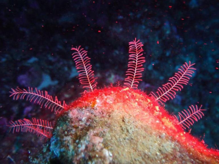 Discovery Diving Center