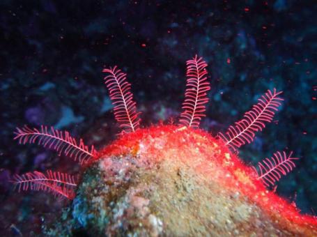 Discovery Diving Center